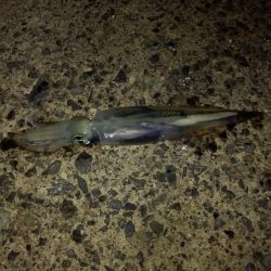 ヤリイカエギング