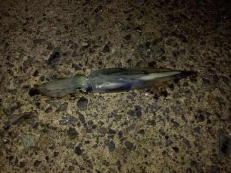 ヤリイカエギング