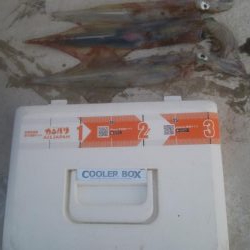 胴長25センチのヤリイカ3杯！