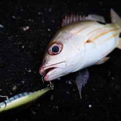 強風止まず食いも渋い