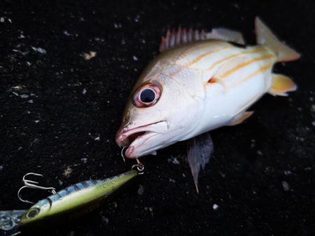 強風止まず食いも渋い