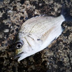 夕方港でちょい投げ