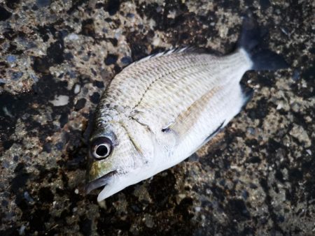 夕方港でちょい投げ