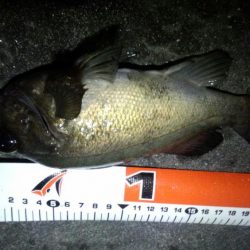 南東爆風でメバリング