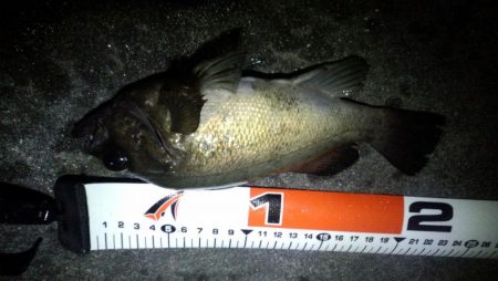 南東爆風でメバリング