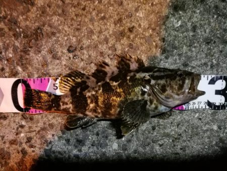 南港カモメ大橋ヘチ釣行 （春分好釣果！ 根魚大物タケノコ27cm！釣果有り！）