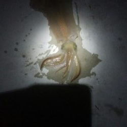 ヤリイカ1杯とヒイカ1杯の釣果！