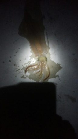 ヤリイカ1杯とヒイカ1杯の釣果！