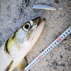 夕方にカライワシ