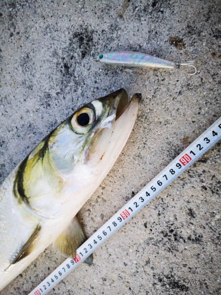 夕方にカライワシ