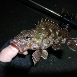 南港フェリーヘチ釣り （4月前で釣果渋いですが根魚の釣果有り）
