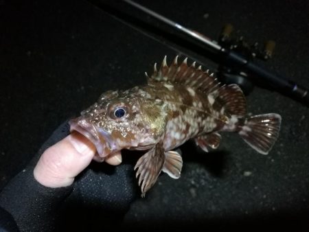 南港フェリーヘチ釣り （4月前で釣果渋いですが根魚の釣果有り）