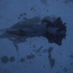 ヤリイカ釣行　2杯！！