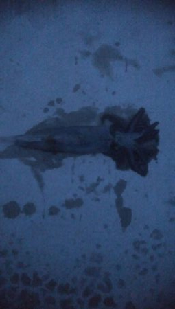 ヤリイカ釣行　2杯！！