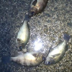 久しぶりの淡路島