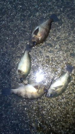 久しぶりの淡路島