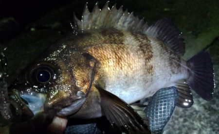 春告魚楽しくなってきました！