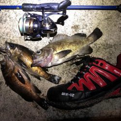 磯メバ　リベンジ