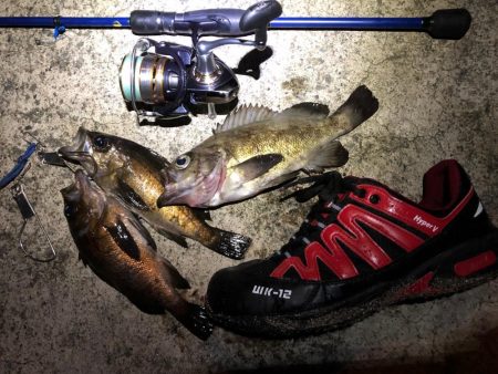 磯メバ　リベンジ