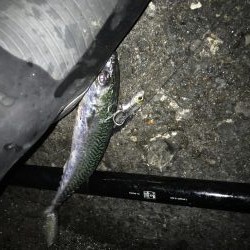 ベイト少なかった