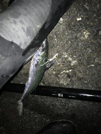 ベイト少なかった