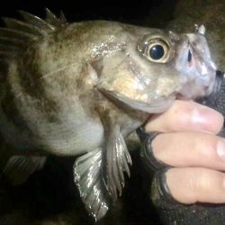 久しぶりのメンバー４人でメバリング