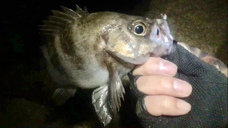 久しぶりのメンバー４人でメバリング