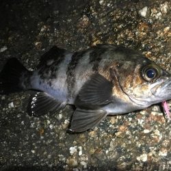 霧の立ち込む岬の先端で連発!