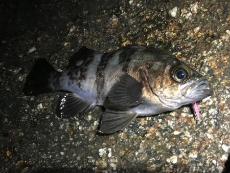 霧の立ち込む岬の先端で連発!
