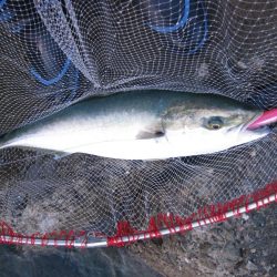 加太の小波止でハマチゲット！！