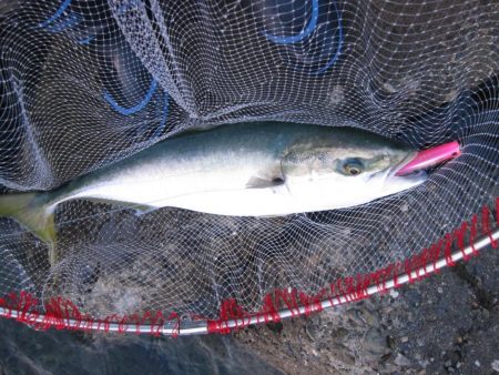 加太の小波止でハマチゲット！！