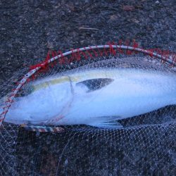 加太大波止の内側でも青物は釣れる