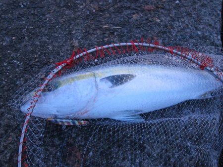 加太大波止の内側でも青物は釣れる