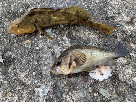 根魚ちゃん、こんにちは！