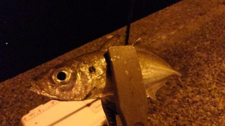 出張間でアジング