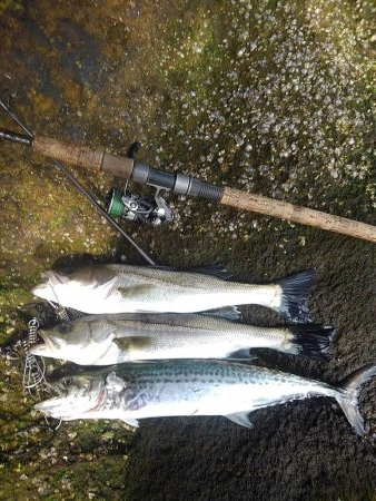 朝マズメボイル