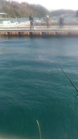 カタタの釣り堀でヒラス狙い