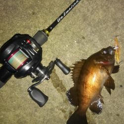 湾奥メバルプラッギング!