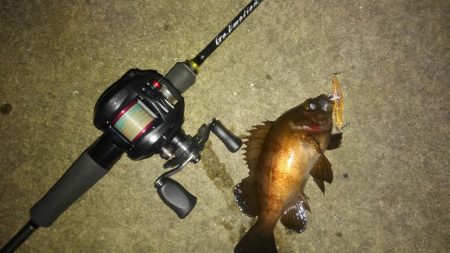 湾奥メバルプラッギング!