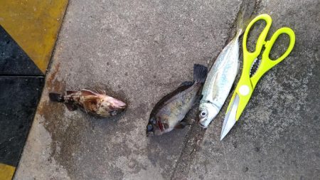 まるまる太ったアジ