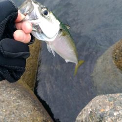 渋いけど、なんとか…