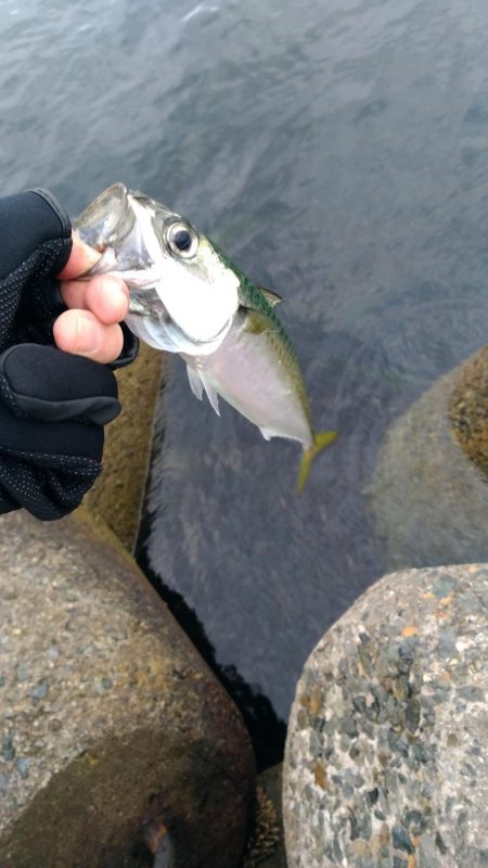 渋いけど、なんとか…