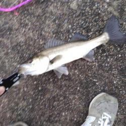 小型ですがシーバス