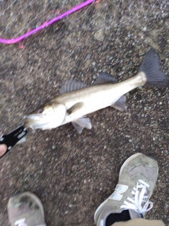 小型ですがシーバス