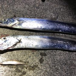 太刀魚、コウイカ、アオリイカなど