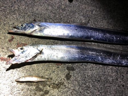 太刀魚、コウイカ、アオリイカなど