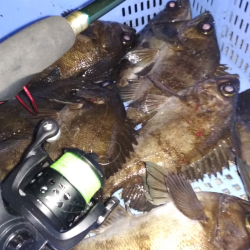 ひらすらメバル