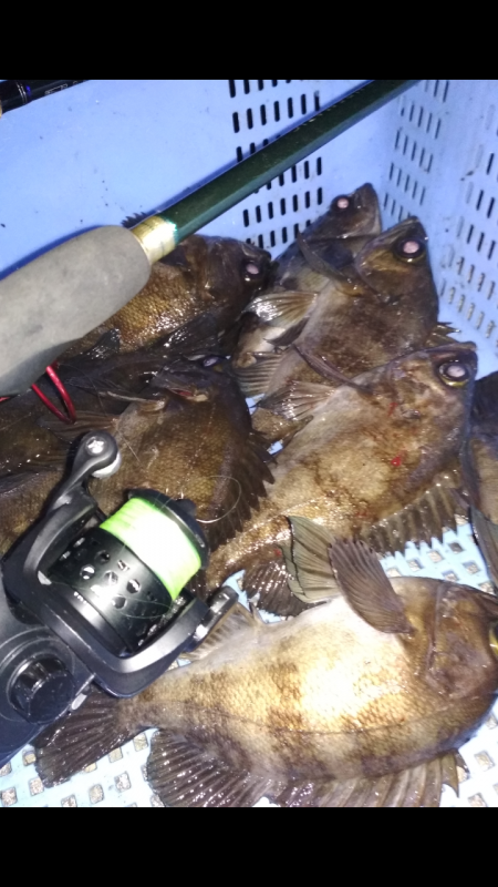 ひらすらメバル