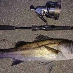 サタデーナイトシーバス調査