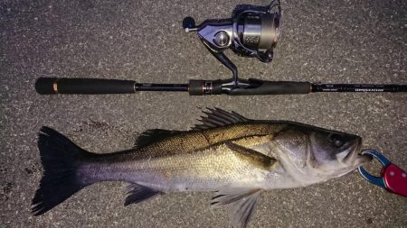 サタデーナイトシーバス調査